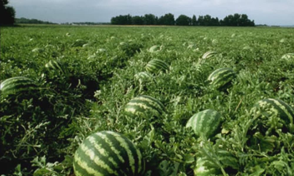 তিন ভাইয়ের তরমুজ চাষ, ফলন প্রত্যাশার চেয়েও বেশি