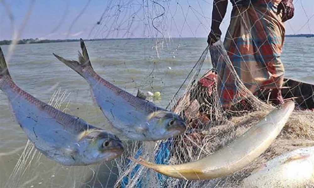 মধ্যরাত থেকে পদ্মা-মেঘনায় ২ মাস মাছ ধরা নিষিদ্ধ