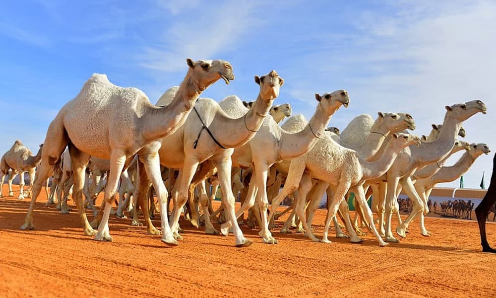 ‘উট পাসপোর্ট প্রকল্প’ চালু করল সৌদি আরব