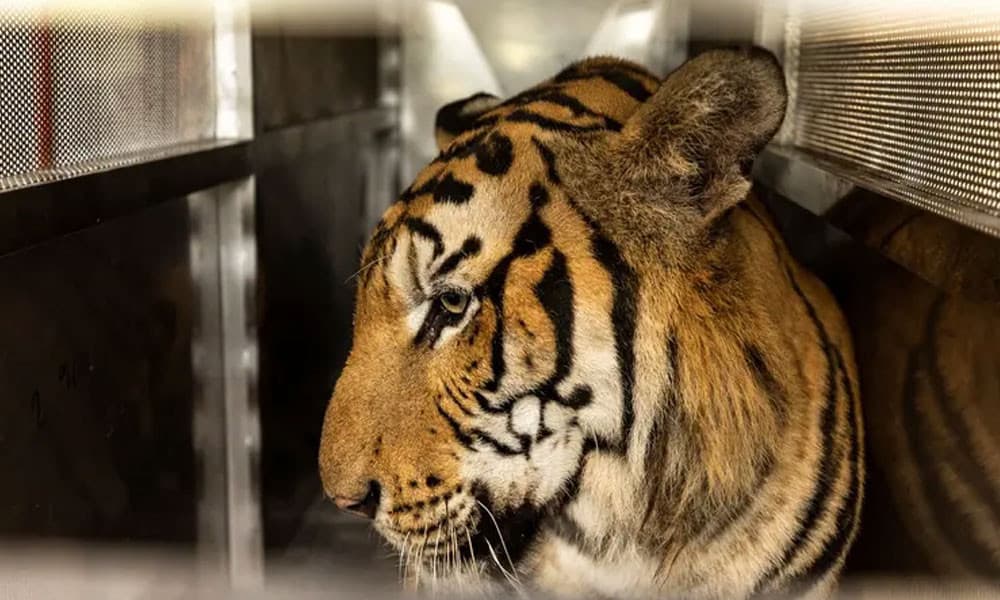 প্রাণঘাতী ভাইরাসে থাইল্যান্ডের একটি পার্কে ৭২ বাঘের মৃত্যু