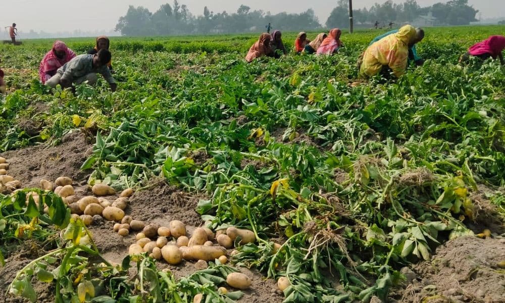 আলুর বাম্পার ফলনেও লোকসান, উৎপাদন খরচ উঠছে না