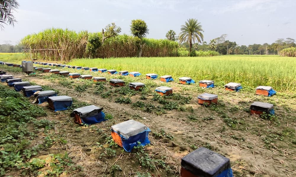 প্রশিক্ষণ ও সহায়তার অভাবে বরিশালে থমকে আছে মৌচাষের সম্ভাবনা
