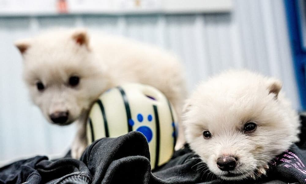 গেম অব থ্রোনসের সেই ডায়ার উলফ এখন বাস্তবে, গবেষকদের বড় সাফল্য