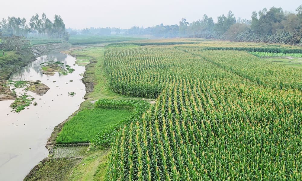 চ‌রের বু‌কে সবুজের সমারোহ, জীববৈচিত্র্য রক্ষার দা‌বি