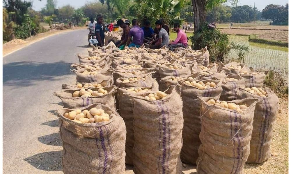 বাম্পার ফলনেও লোকসানে জয়পুরহাটের আলুচাষিরা