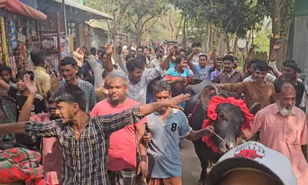 ধানের শীষ জয়ী হওয়ায় বাজির মহিষ জিতে নিলেন মান্নান