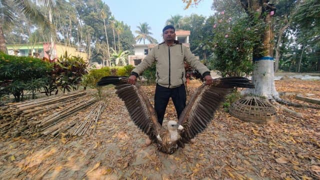 বিরল প্রজাতির গৃধিনী শকুন উদ্ধার মহেশপুরে