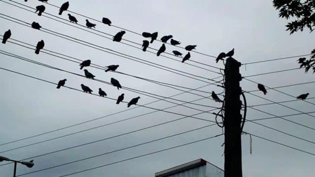 পাখিরা কেন বৈদ্যুতিক তারে বসে, আর কেনই বা তাদের শক লাগে না? জানুন বৈজ্ঞানিক ব্যাখ্যা
