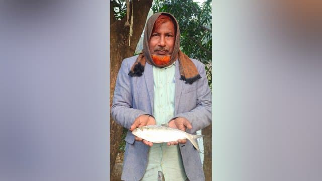 পুকুরে মিলল আধাকেজি ওজনের রুপালি ইলিশ, এলাকায় চাঞ্চল্য
